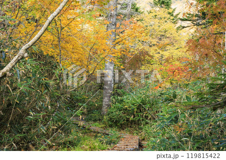 秋の尾瀬　草紅葉と森の紅葉　燧裏林道 119815422