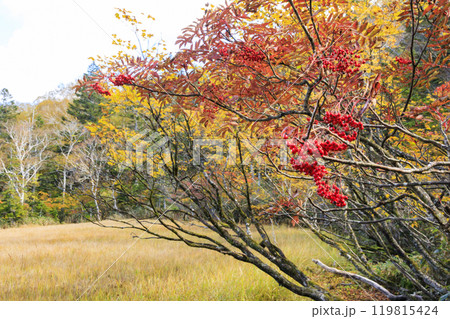 秋の尾瀬　草紅葉と森の紅葉　燧裏林道 119815424