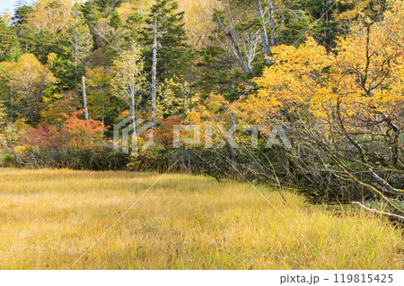 秋の尾瀬　草紅葉と森の紅葉　燧裏林道 119815425