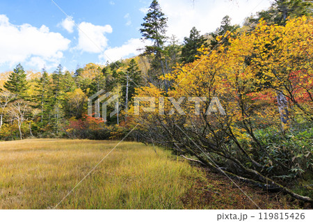 秋の尾瀬 草紅葉と森の紅葉 燧裏林道 秋の尾瀬 草紅葉と森の紅葉 燧裏林道 119815426