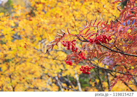 秋の尾瀬 草紅葉と森の紅葉 燧裏林道 秋の尾瀬 草紅葉と森の紅葉 燧裏林道 119815427