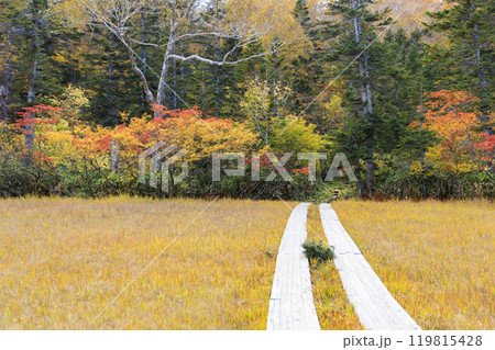 秋の尾瀬　草紅葉と森の紅葉　燧裏林道 119815428