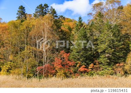 秋の尾瀬　草紅葉と森の紅葉　燧裏林道 119815431