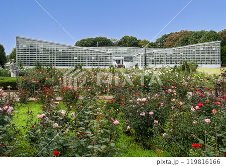 東京都　神代植物公園　バラ園　秋バラの季節 119816166