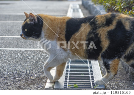 三毛猫の野良 119816169