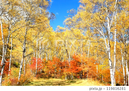 八千穂高原の紅葉 八千穂高原の紅葉 119816281