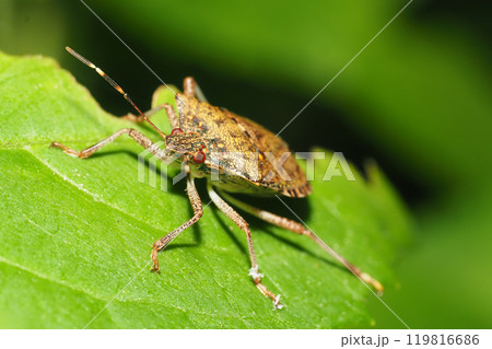 クサギカメムシ 119816686