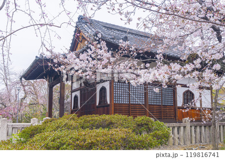 上品蓮台寺 大師堂と見事な桜 上品蓮台寺 大師堂と見事な桜 119816741