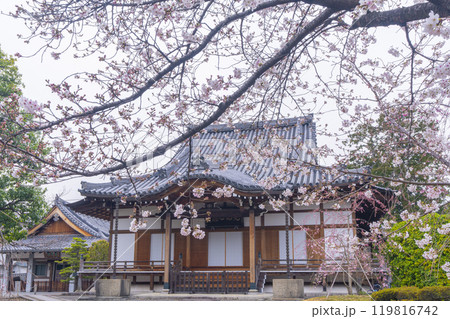 上品蓮台寺　本堂と見事な桜 119816742