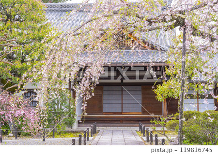 上品蓮台寺　玄関と見事な桜 119816745