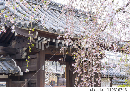 上品蓮台寺 山門から見える境内の見事な桜 上品蓮台寺 山門から見える境内の見事な桜 119816748