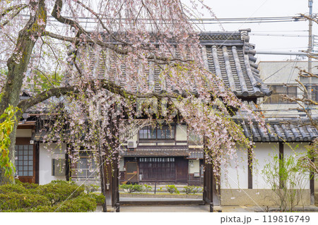上品蓮台寺 山門と見事な桜 上品蓮台寺 山門と見事な桜 119816749