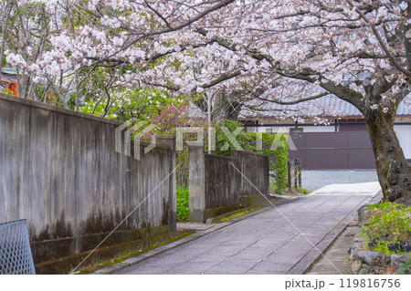 上品蓮台寺 境内の見事な桜 上品蓮台寺 境内の見事な桜 119816756