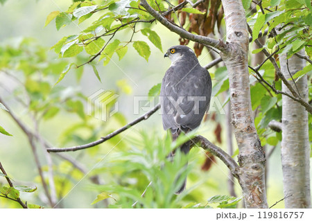 ハイタカ 119816757