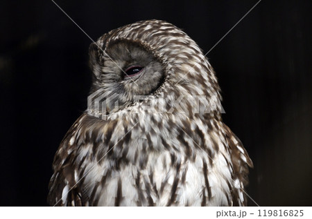 フクロウ 119816825