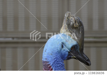 ヒクイドリ ヒクイドリ 119816836