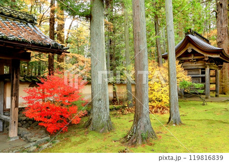 貞祥寺の紅葉 119816839