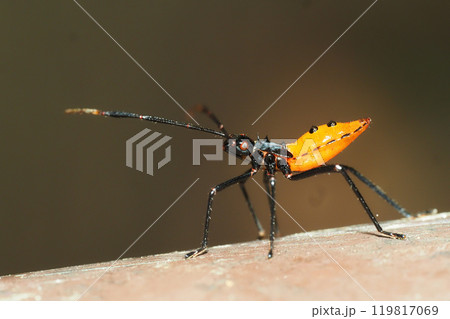 オオトビサシガメの幼虫 オオトビサシガメの幼虫 119817069