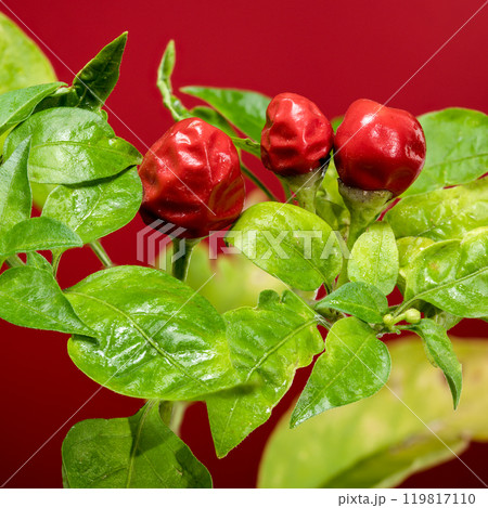 Ornamental pepper Aladdin on a red background 119817110