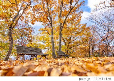 弁天山公園 秋 紅葉 福島市 弁天山公園 秋 紅葉 福島市 119817126
