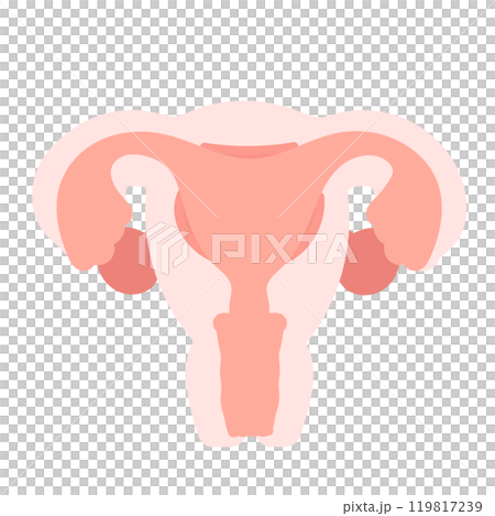 子宮　イラスト 119817239