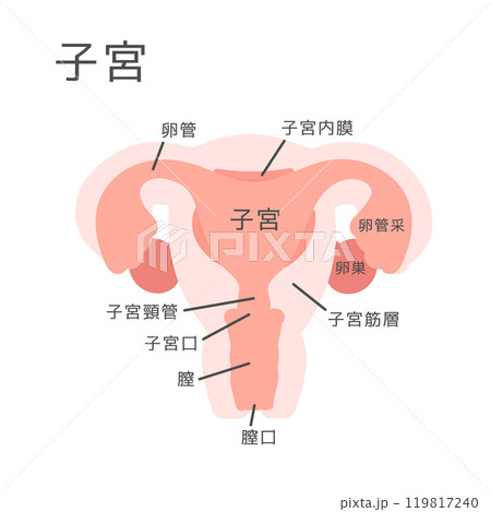 子宮 イラスト (説明あり) 子宮 イラスト (説明あり) 119817240