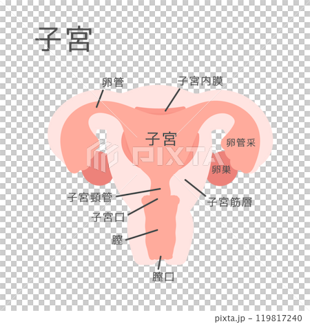 子宮 イラスト (説明あり) 子宮 イラスト (説明あり) 119817240