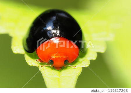 ムネアカオオクロテントウ ムネアカオオクロテントウ 119817268