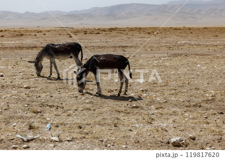Donkeys in the desert of Afghanistan. Donkeys eating dry grass in a pasture. 119817620