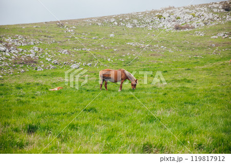 Horse grazing eating green grass on top of mountain Horse grazing eating green grass on top of mountain 119817912