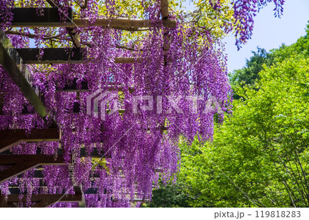 美しい藤の花《ふじの回廊・豊田市御作町》 美しい藤の花《ふじの回廊・豊田市御作町》 119818283