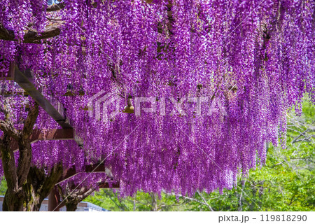 美しい藤の花《ふじの回廊・豊田市御作町》 美しい藤の花《ふじの回廊・豊田市御作町》 119818290