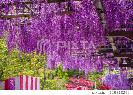 美しい藤の花《ふじの回廊・豊田市御作町》 美しい藤の花《ふじの回廊・豊田市御作町》 119818293