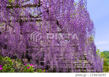 美しい藤の花《ふじの回廊・豊田市御作町》 美しい藤の花《ふじの回廊・豊田市御作町》 119818297