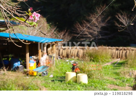 温暖化の影響で開花してる河津桜と秋の里山風景 温暖化の影響で開花してる河津桜と秋の里山風景 119818298