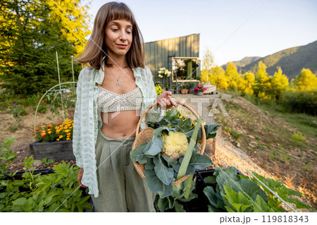 Harvesting Homegrown Cauliflower 119818343