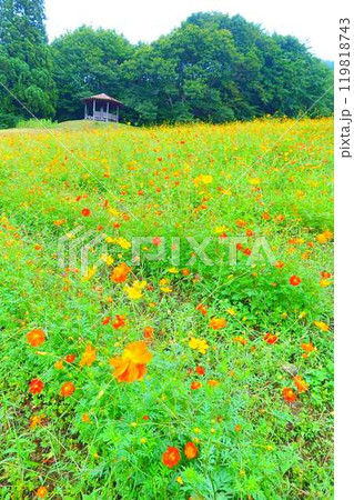 満開のコスモス 秋桜 コスモスベルグ 面白山高原 満開のコスモス 秋桜 コスモスベルグ 面白山高原 119818743