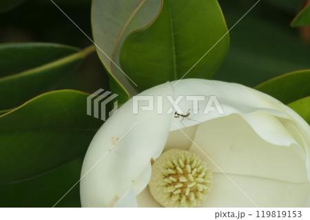 タイサンボクにカマキリの赤ちゃん タイサンボクにカマキリの赤ちゃん 119819153