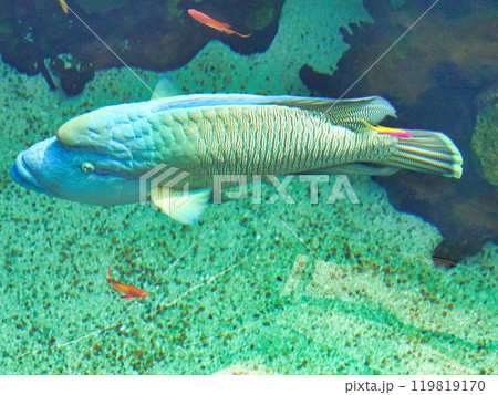 Little blue fish on white background. Bluefish isolated on white background Little blue fish on white background. Bluefish isolated on white background 119819170