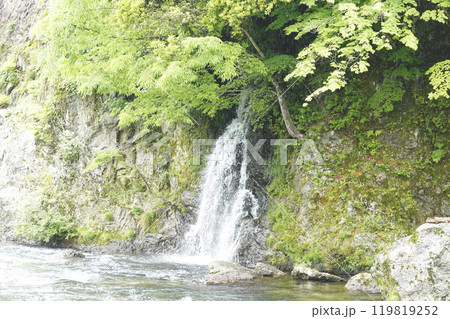 新緑が美しい河川に流れ込む小さな渓流の滝 新緑が美しい河川に流れ込む小さな渓流の滝 119819252