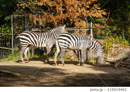 シマウマ ゼブラ しまうま 119819462