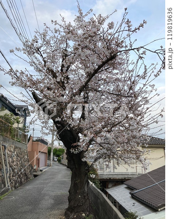 桜・山本台 119819636
