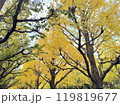 銀杏に木の紅葉 119819677