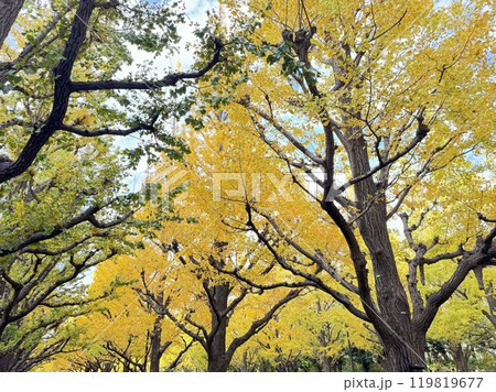 銀杏に木の紅葉 銀杏に木の紅葉 119819677