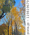 銀杏の木の紅葉 119819679