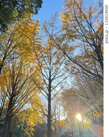 銀杏の木の紅葉 銀杏の木の紅葉 119819680