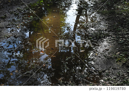 雑木林を映す、雨上がりの水溜り 119819780