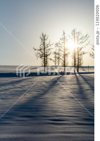 冬の夕日と雪原に伸びるカラマツの影 冬の夕日と雪原に伸びるカラマツの影 119820006