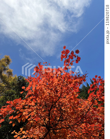 真っ赤に紅葉した木 119820718