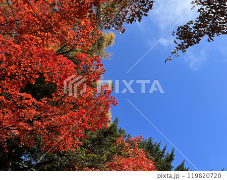 真っ赤に紅葉した木 119820720